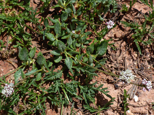 Flowering stems