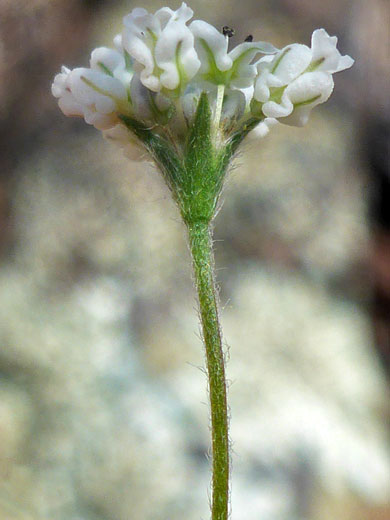 Wirestem Wild Buckwheat; Wirestem wild buckwheat (eriogonum pharnaceoides var pharnaceoides), Pomeroy Tanks, Sycamore Canyon, Arizona