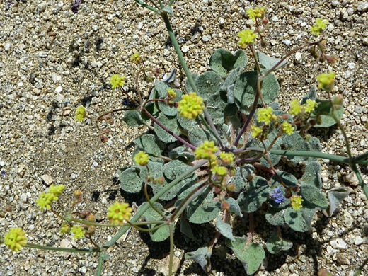 Yellow Turbans; Yellow flowers of eriogonum pusillum, along the Panorama Trail, Joshua Tree National Park, California