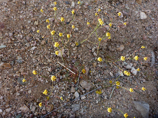Branched flowering stems