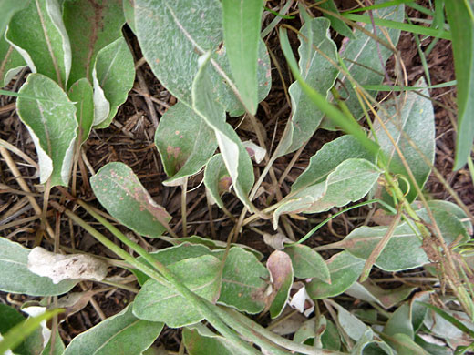 Leaves