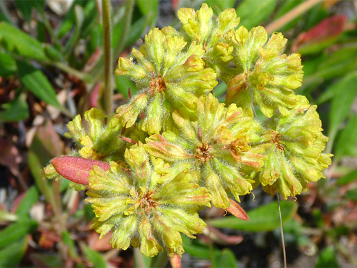 Sulphurflower Buckwheat; Hairy cluster of sulphurflower buckwheat (eriogonum umbellatum), in Yellowstone National Park, Wyoming