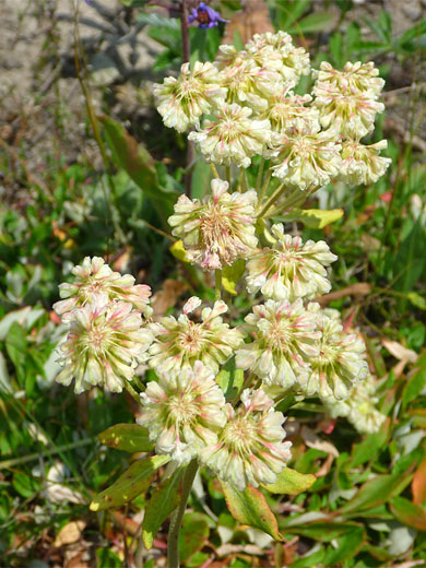 Pale cream flowers