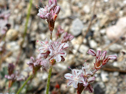 Bastardsage; Eriogonum wrightii var subscaposum (bastardsage), Cottonwood Lakes Trail, Sierra Nevada, California