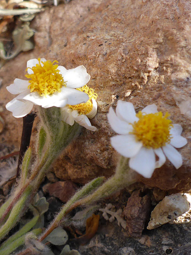 White Woolly Daisy ; Eriophyllum lanosum, Bristol Mountains, Mojave Trails National Monument, California