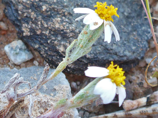 Two flowerheads