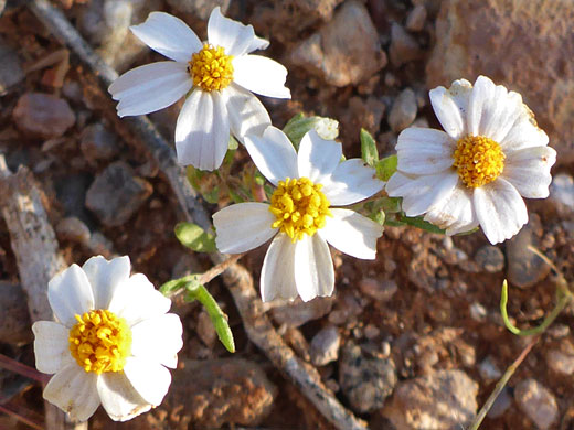 White Woolly Daisy 