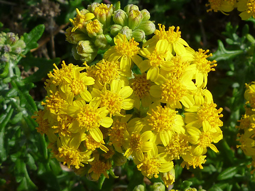 Seaside Woolly Sunflower; Cluster of yellow flowers of seaside wooly sunflower (eriophyllum staechadifolium), in Morro Bay State Park