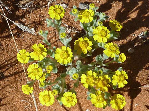 Woolly Daisy; Group of eriophyllum wallacei flowers (woolly daisy); Buckskin Hollow, near St George