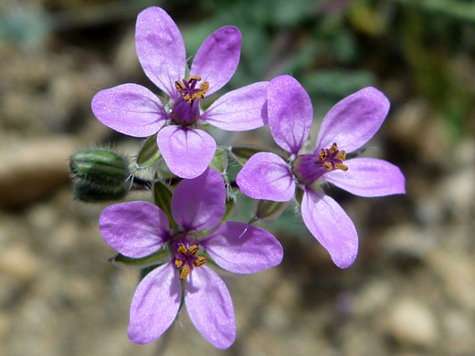 Filaree; Three pink flowers of erodium cicutarium, along the Panorama Trail, Joshua Tree National Park, California