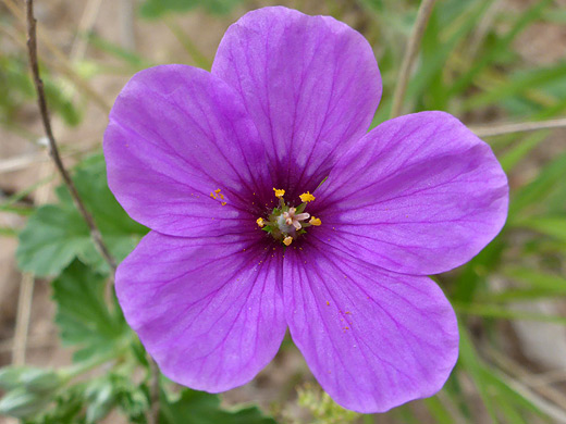 Texas Stork Bill; Five ovate petals - erodium texanum at the Living Desert Zoo and Gardens State Park, New Mexico