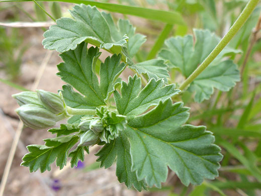 Lobed leaves