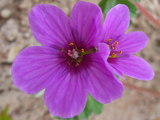Texas Stork Bill