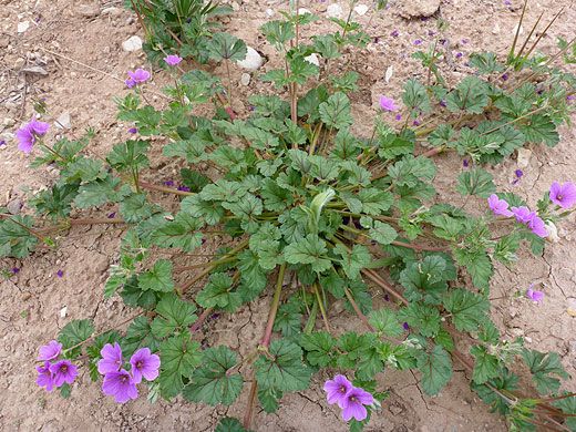 Prostrate stems