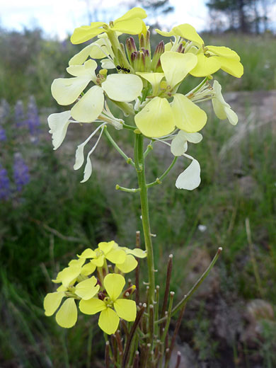 Flowers and seed pods