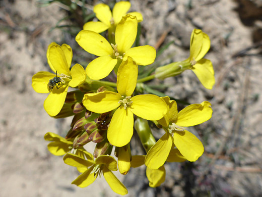 Smallflower Wallflower ; Yellow flower cluster of erysimum inconspicuum, along the Boulder Mail Trail in Grand Staircase-Escalante National Monument, Utah