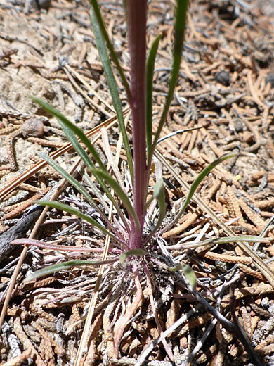 Smallflower Wallflower 