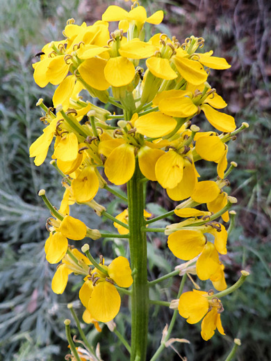 Sanddune Wallflower; Elongated flower cluster of erysimum perenne; Lee Vining Creek, near Mono Lake, California