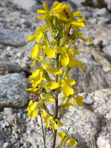 Elongated inflorescence