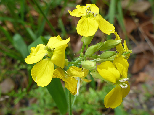 Spreading Wallflower; Yellow flowers and green buds of erysimum repandum - Aravaipa Canyon, Arizona