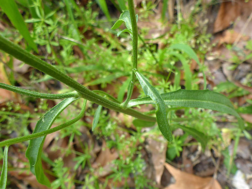 Spreading Wallflower