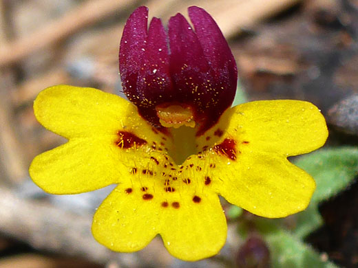 Bearded Monkeyflower; Bearded monkeyflower (erythranthe barbata), Cottonwood Lakes Trail, Sierra Nevada, California