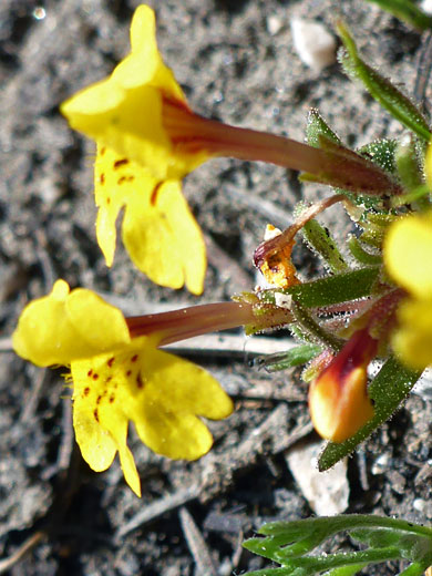 Two yellow flowers