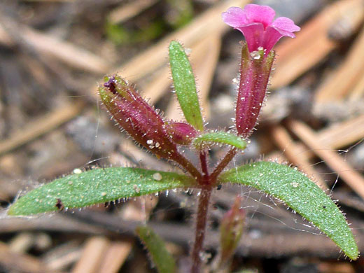 Brewer's Monkeyflower; Brewer's monkeyflower (erythranthe breweri), Cottonwood Lakes Trail, Sierra Nevada, California