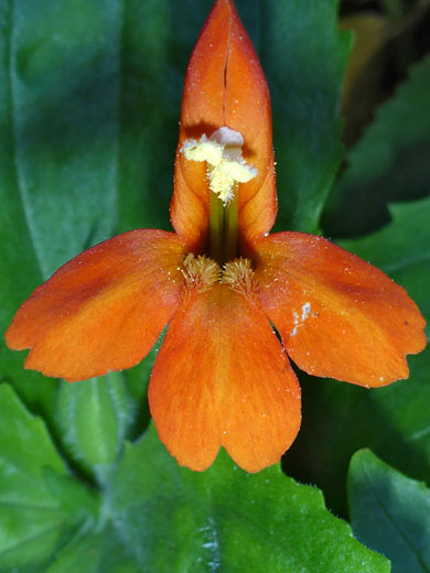 Scarlet Monkeyflower; Erythranthe cardinalis (scarlet monkeyflower), Left Fork of North Creek, Zion National Park, Utah