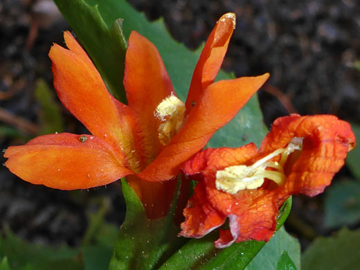 Pair of flowers