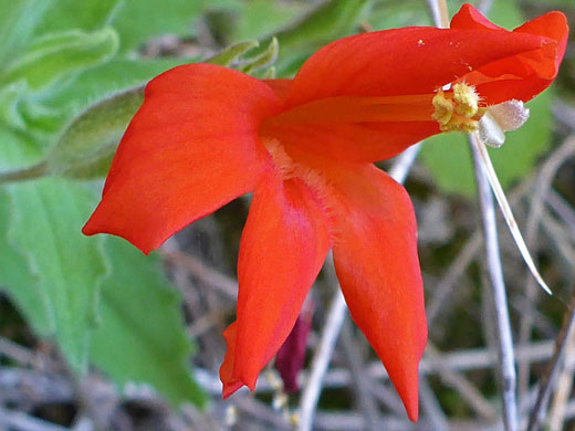 Crimson Monkeyflower; Erythranthe eastwoodiae (crimson monkeyflower), North Fork Mule Canyon, Cedar Mesa, Utah