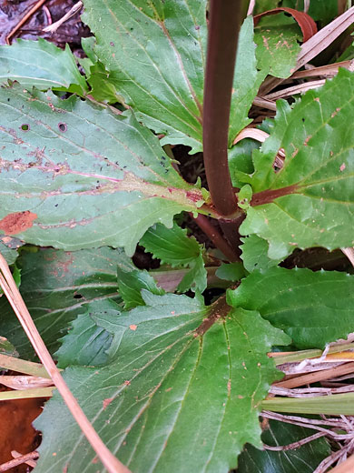 Toothed, hairless leaves