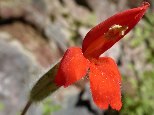 Washington Monkeyflower; Washington monkeyflower (erythranthe verbenacea), West Fork of Oak Creek, Sedona, Arizona