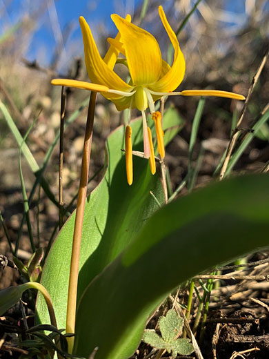 Glacier Lily; Erythronium grandiflorum, glacier lily, Grand Staircase-Escalante National Monument, Utah