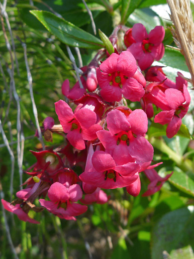 Redclaws; Escallonia rubra, a non-native species; Trinidad State Beach, California