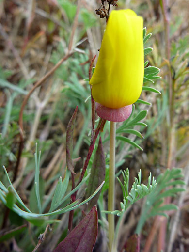 Yellow bud