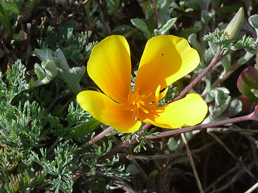 Flower and bud