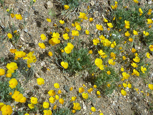 Many flowers