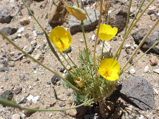 Leaves and flowers