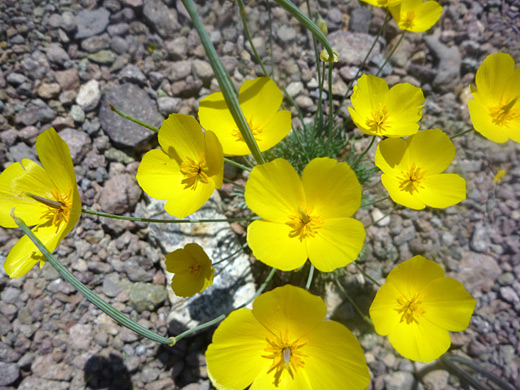 Mojave Gold Poppy; Yellow flowers of eschscholzia glyptosperma, along the Panorama Trail, Joshua Tree National Park, California