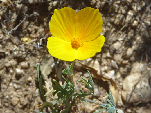 Pygmy Poppy; Four-petaled yellow flower of eschscholzia minutiflora, in Ford Canyon, White Tank Mountains, Arizona
