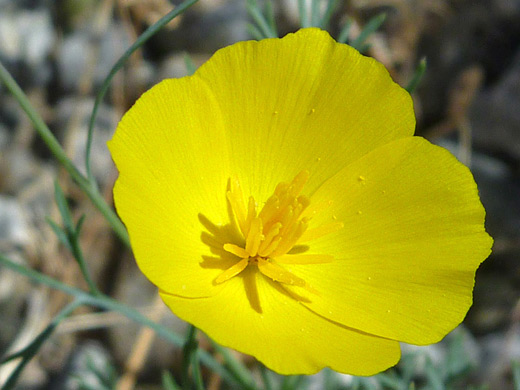 Parish's Poppy; Yellow flower of eschscholzia parishii, near Golden Bell Mine, Joshua Tree National Park, California