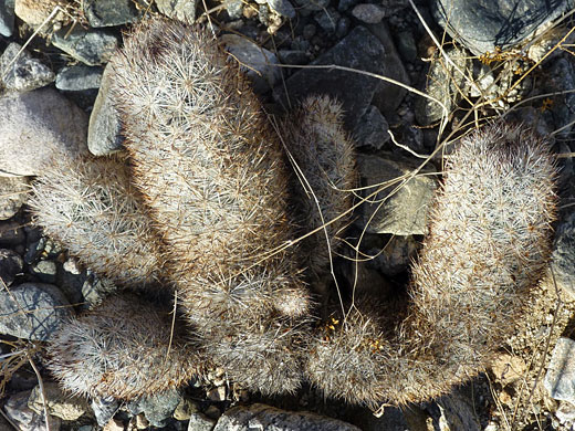 Leaning stems of cushion foxtail cactus