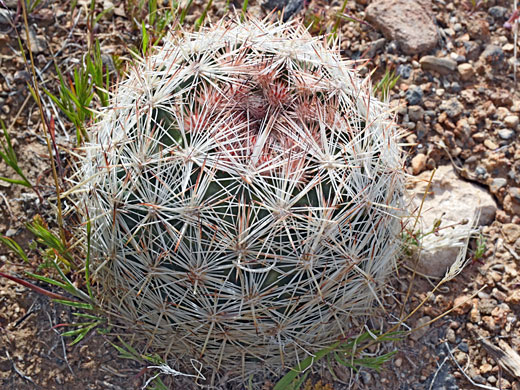 Desert pincushion cactus, escobaria chlorantha