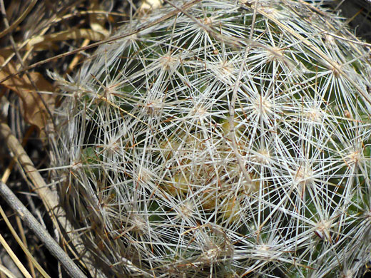 White spines