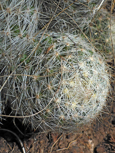 Top of a stem