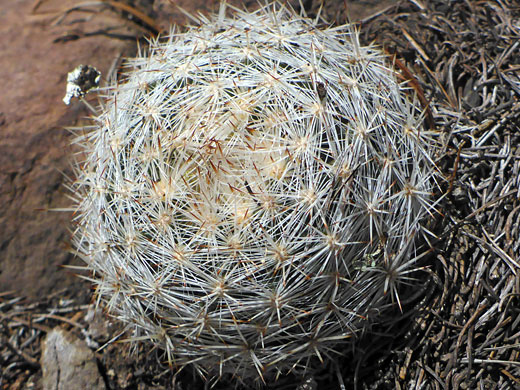 Spherical stem