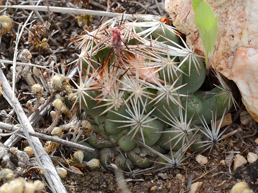 Hester pincushion cactus