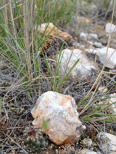 Hester pincushion in situ
