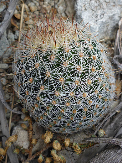 Top of a stem